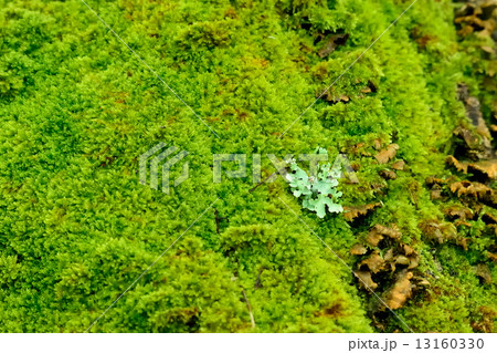 胞子植物 13160330