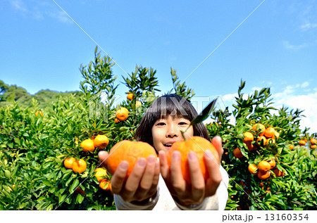 みかん狩りをする女の子 みかん狩りをする女の子 13160354