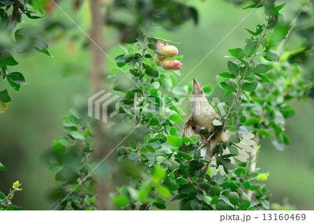 Hungry Bird 13160469