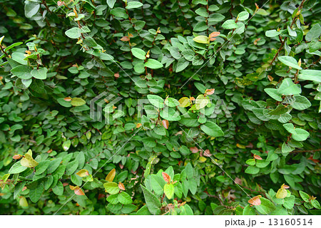 Wall of Ivy 13160514