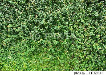 Wall of Ivy 13160515