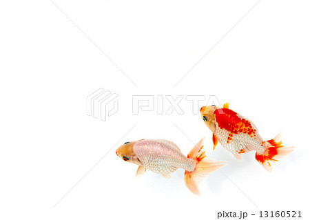 出雲なんきん〜島根県出雲地方で飼育されてきた金魚 13160521