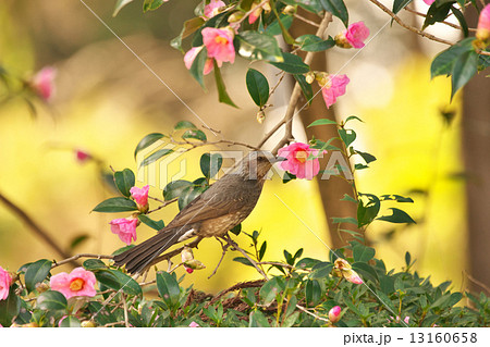 ヒヨドリ 13160658