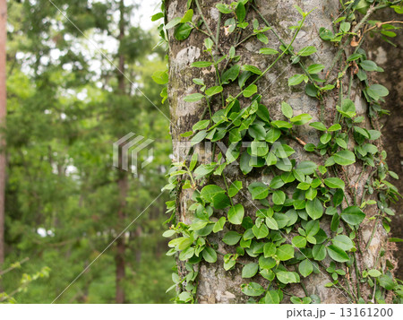 新緑の林　 13161200