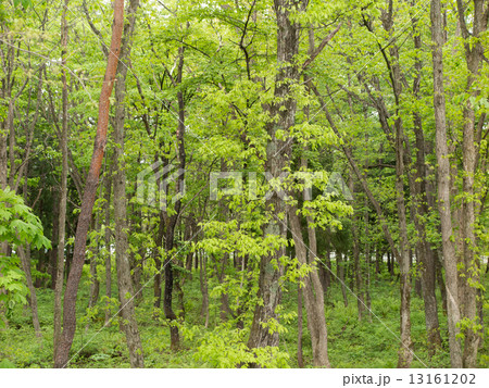 新緑の林  新緑の林  13161202