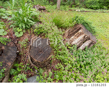 新緑の林　 13161203