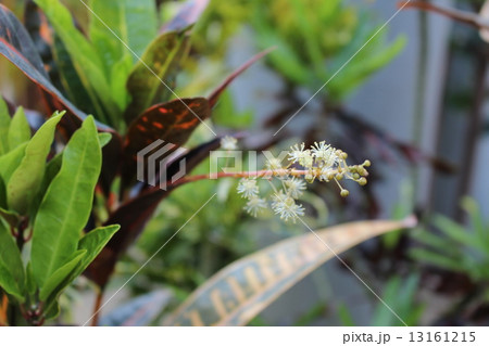 クロトンの花 クロトンの花 13161215