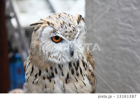 ミミズク　ふくろう　猛禽類　 シベリアワシミミズク　雛　シベリカス 13161387