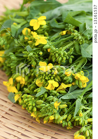 野菜 カブの花 野菜 カブの花 13161537