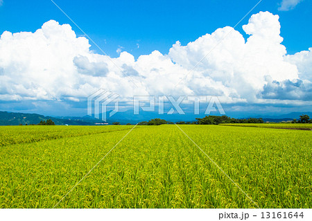 新潟県小千谷市　魚沼産コシヒカリを育てる真夏の田んぼ 13161644
