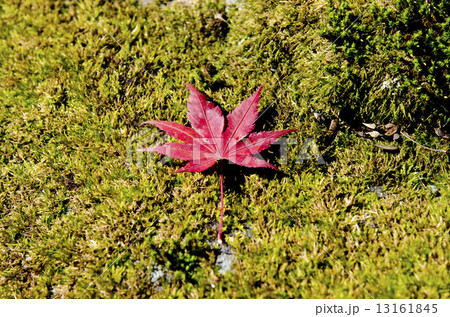 紅葉 紅葉 13161845