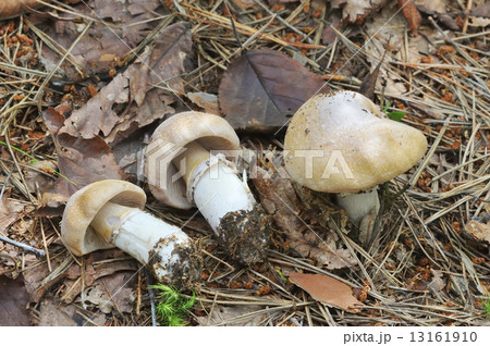 ショウゲンジ 13161910