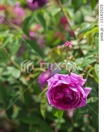 トゥール・ドゥ・マラコフ トゥール・ドゥ・マラコフ 13162029