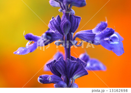 ブルーサルビア 13162698