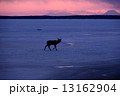 エゾシカ 13162904