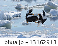 大鷲 13162913