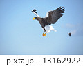 オオワシ 13162922