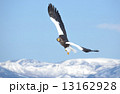 オオワシ 13162928