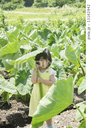 里芋の葉っぱ 里芋の葉っぱ 13162942