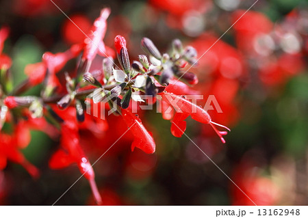 サルビア・コッキネア サルビア・コッキネア 13162948