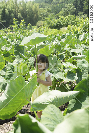 里芋の葉っぱ 里芋の葉っぱ 13162950