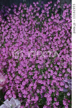 袋撫子とチューリップ 13162955