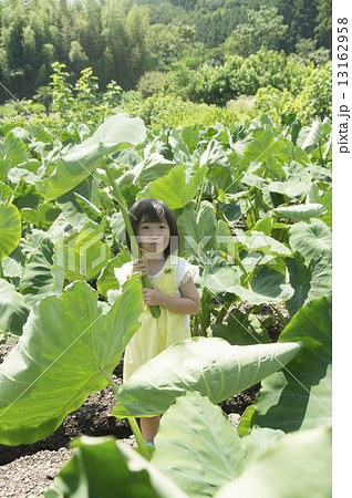 大きい傘 大きい傘 13162958