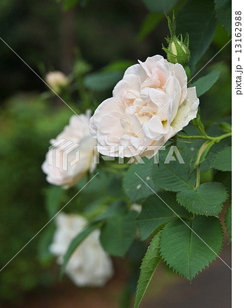 アルバ・マキシマ アルバ・マキシマ 13162988