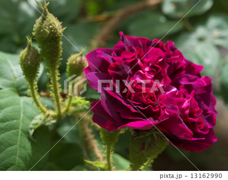 ウィリアム・ロブ 13162990