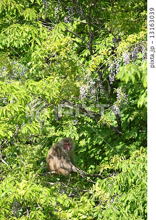 新緑の中の猿 新緑の中の猿 13163039