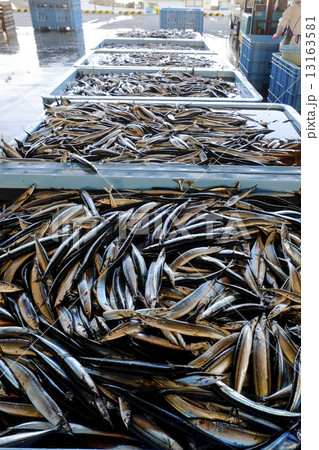 さんま　サンマ　沢山 13163581