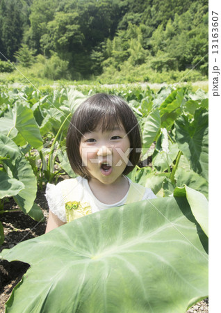 里芋の葉っぱ 13163607