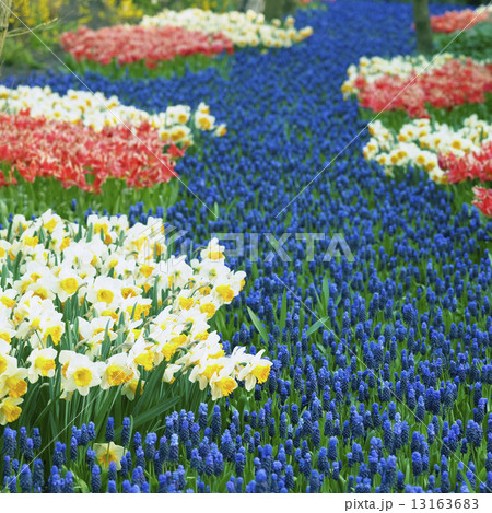 Keukenhof Gardens, Lisse, Netherlands 13163683