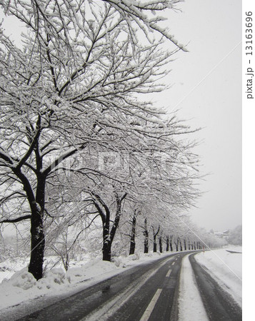 桜並木の雪景色 13163696
