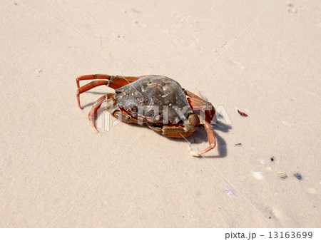 Crab 13163699
