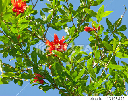 ザクロの花 13163895