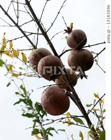 ザクロの実 ザクロの実 13163896