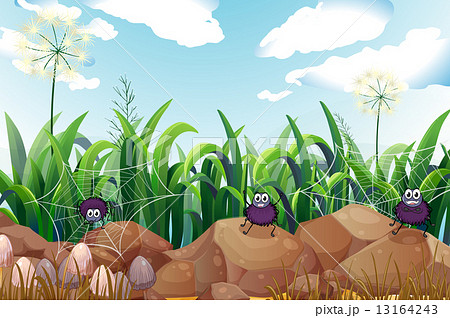 Spiders near the rocks Spiders near the rocks 13164243