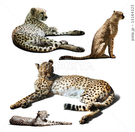 Set of Cheetah. Isolated over white Set of Cheetah. Isolated over white 13164325