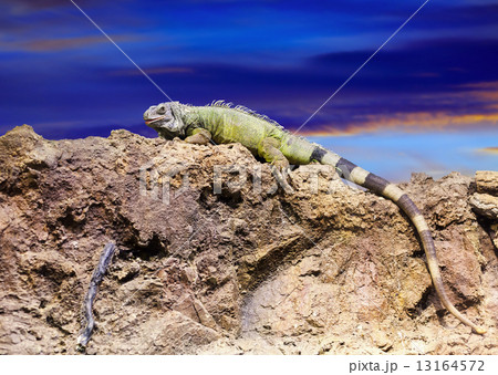 iguana on stone at wildness iguana on stone at wildness 13164572