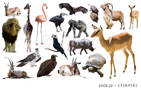 impala and other African animals. Isolated over white 13164581