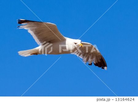Hovering seagull 13164624