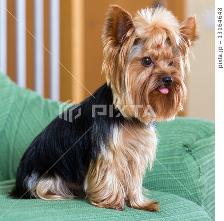 Yorkshire Terrier dog sitting on sofa Yorkshire Terrier dog sitting on sofa 13164648
