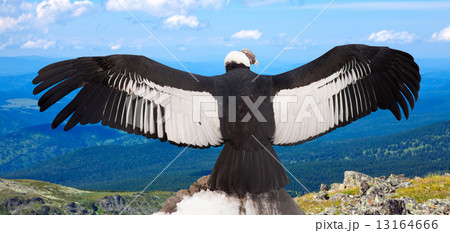 Andean condor  in wildness 13164666
