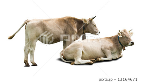 Adult cows 13164671
