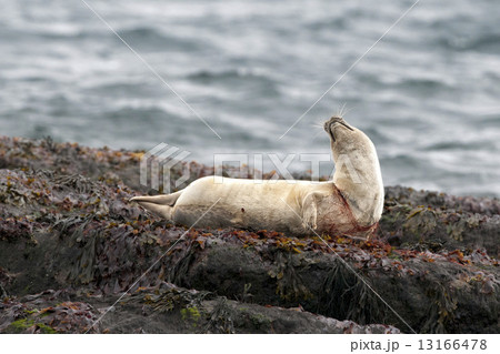 Harbor seal trapped in fishing net Harbor seal trapped in fishing net 13166478