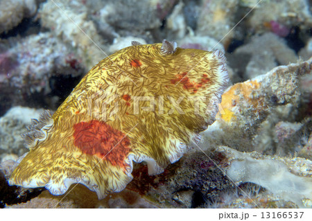 Platydoris Cruenta nudibranch in indonesia 13166537