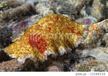 Platydoris Cruenta nudibranch in indonesia 13166538