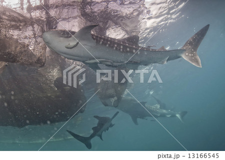 Whale Shark under fisherman fishing platform in Papua Whale Shark under fisherman fishing platform in Papua 13166545