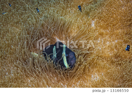 Clown fish while looking at you from anemone 13166550